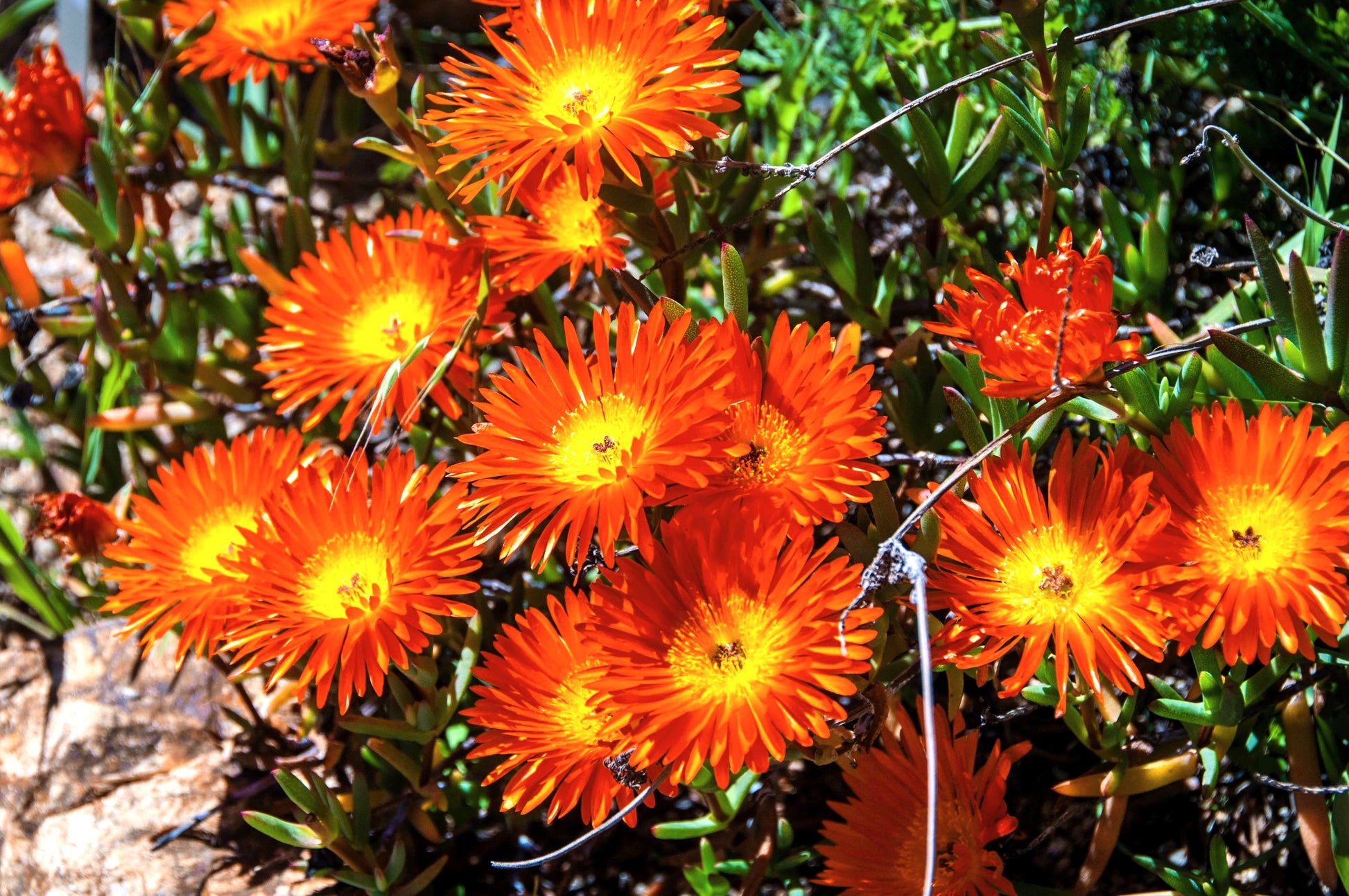 livingstone daisy succulent 100 Gelato ORANGE ICE PLANT Mesembryanthemum Livingstone Daisy Flower Seeds