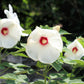 25 Luna WHITE HARDY HIBISCUS Hibiscus Moscheutos Flower Seeds