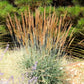 250 Ornamental INDIAN GRASS Sorghastrum Nutans Native Indiangrass Seeds