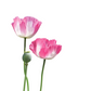 200 AFGHAN RESELECTED Blue POPPY Mixed Colors Papaver Somniferum Setigerum Pink Purple White Flower Seeds