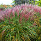 10 RED MAIDEN GRASS Miscanthus Sinensis Plumes Ornamental Flower Seeds