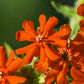 300 MALTESE CROSS Jerusalem Cross Lychnis Chalcedonica Campion Silene Flower Seeds