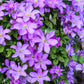 10 PURPLE ALPINE CLEMATIS Alpina Virgin's Bower Flower Vine Seeds
