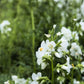 50 WHITE Polemonium Caeruleum JACOB'S LADDER Flower Seeds