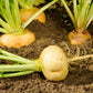1000 GOLDEN BALL TURNIP Heirloom Yellow Brassica Rapa Root Vegetable Seeds