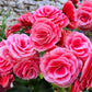 10 BRIGHT PINK DOUBLE BEGONIA Tuberosa Tuberous Begonia Shade Flower Seeds