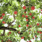 3 NEMAGUARD PEACH TREE Prunus Persica Fruit Pink Flower Seeds