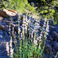 300 PALMERS PENSTEMON (Beardtongue / Balloon Flower) Penstemon Palmeri Flower Seeds