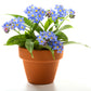 500 Blue FORGET ME NOT Myosotis Sylvatica Shade or Sun Perennial Flower Seeds