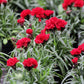 50 SCARLET RED CARNATION Dianthus Caryophyllus Grenadin Double Flower Seeds