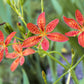 10 FRECKLEFACE BLACKBERRY LILY (Leopard Lily) Belamcanda Chinensis Iris Domestica Flower Seeds