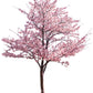5 MANCHURIAN APRICOT Fruit Tree Flowering Prunus Mandshurica Seeds