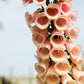 1000 Seeds MIXED FOXGLOVE Digitalis Purpurea Flower Seeds