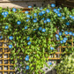 50 Heavenly BLUE MORNING GLORY Ipomoea Tricolor Vine Flower Seeds