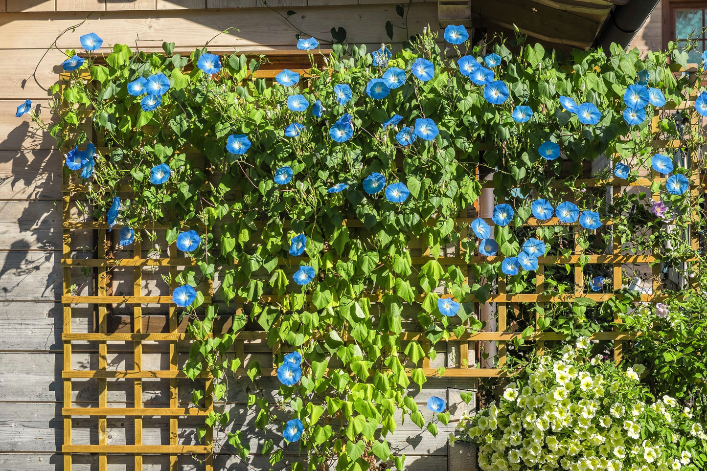 50 Heavenly BLUE MORNING GLORY Ipomoea Tricolor Vine Flower Seeds