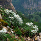 50 EDELWEISS Leontopodium Alpinum White Flower Seeds