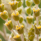 Greek Mountain Tea (Sideritis scardica)