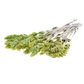 Greek Mountain Tea (Sideritis scardica)