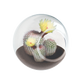 Flowering Cacti Tiny Terrariums Bundle - 2 each of 3 Varieties