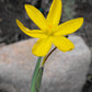 10 YELLOW EYED GRASS Ornamental Sisyrinchium Californicum Flower Seeds