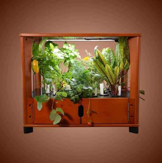 Aquager Home Farm — 24 Plants