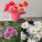 5-Variety Heirloom Flower Seed Collection – Non-GMO Annual & Perennial Blooms for Pollinator Gardens and Cut Arrangements