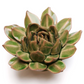 Ceramic Small Green Succulent - Echeveria