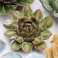 Ceramic Small Green Succulent - Echeveria