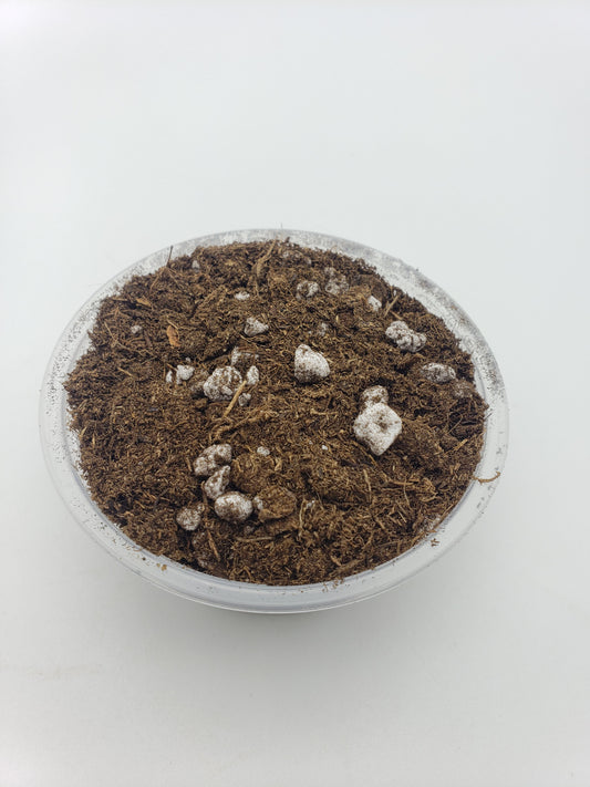 Soil mix for [Sarracenias - Drosera - Dionaea muscipula ]