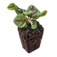 Sorrel (Red Veined) Seeds (4x)