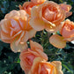 South Africa Rose 1.5 Gallon Container