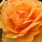 South Africa Rose 1.5 Gallon Container