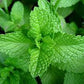 SPEARMINT (Mint) Seeds