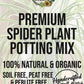 Spider Plant Premium Potting Mix