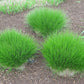 200 PRAIRIE DROPSEED Ornamental Native Grass Sporobolus Heterolepis Seeds