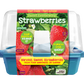 Sweet Everbearing Strawberries Sprouter Terrarium