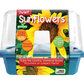 Dwarf Sunflowers Sprouter Terrarium