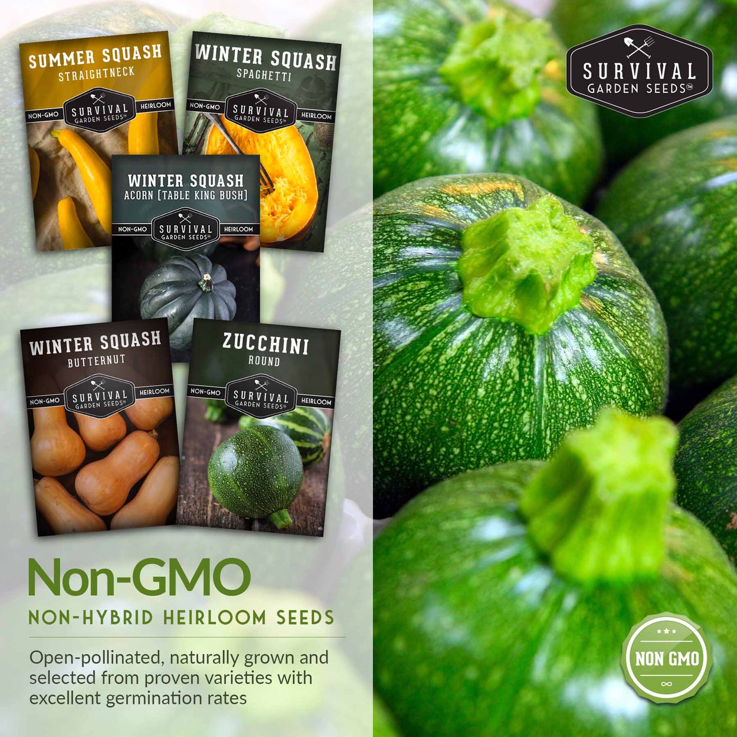 Squash Seed Collection – Zucchini, Yellow Summer, Butternut, Spaghetti & Acorn Varieties for Productive Summer and Winter Harvests