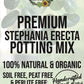 Stephania Erecta Premium Potting Mix