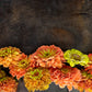 20 Organic QUEENY LIME MIX ZINNIA Elegans Mixed Colors Red Orange Yellow Pink Green Queen Flower Seeds