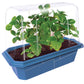 Sweet Everbearing Strawberries Sprouter Terrarium
