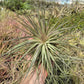 Tillandsia Stricta Cotton Candy