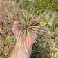 Tillandsia Stricta Cotton Candy