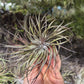 Tillandsia Stricta Midnight