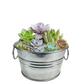 Pail of Peace - Grow Your Own Succulents Multipack of 3