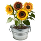 Pail of Sunshine - Grow Your Own Sunflowers Multipack of 3