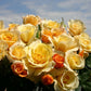 Sunny Sky Rose 1.5 Gallon Container