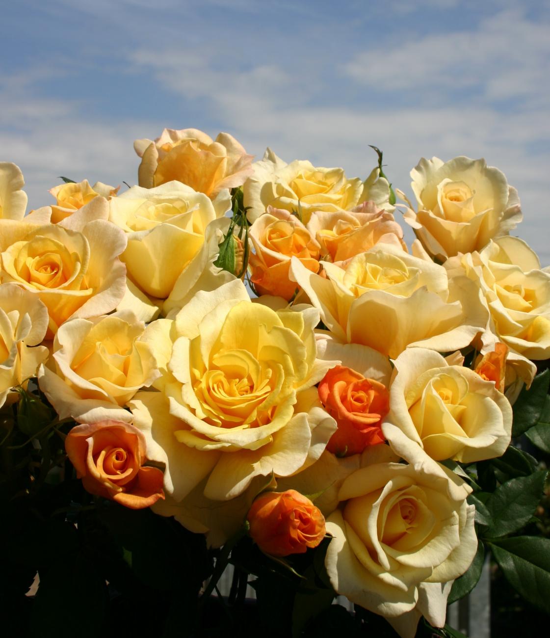 Sunny Sky Rose 1.5 Gallon Container