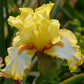 Sunrise Elegy Bearded Iris Quart Container