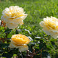 Sunshine Daydream Rose 1.5 Gallon Container